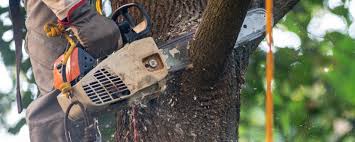 Best Tree Trimming and Pruning  in Lincoln Village, OH