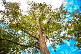 Professional Tree Care in Lincoln Village, OH