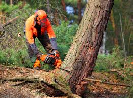 Best Root Management and Removal  in Lincoln Village, OH