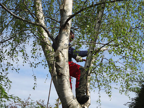 Best Storm Damage Tree Cleanup  in Lincoln Village, OH