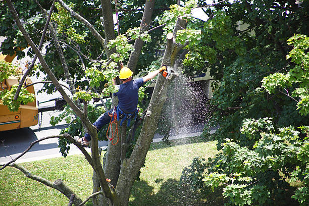 Tree and Shrub Care in Lincoln Village, OH