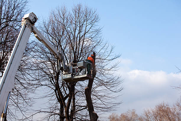 Best Tree Risk Assessment  in Lincoln Village, OH