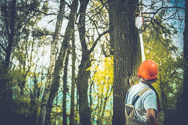 Best Emergency Tree Removal  in Lincoln Village, OH