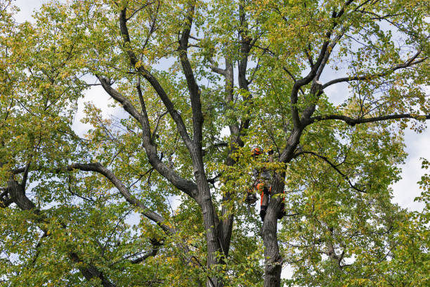 How Our Tree Care Process Works  in  Lincoln Village, OH